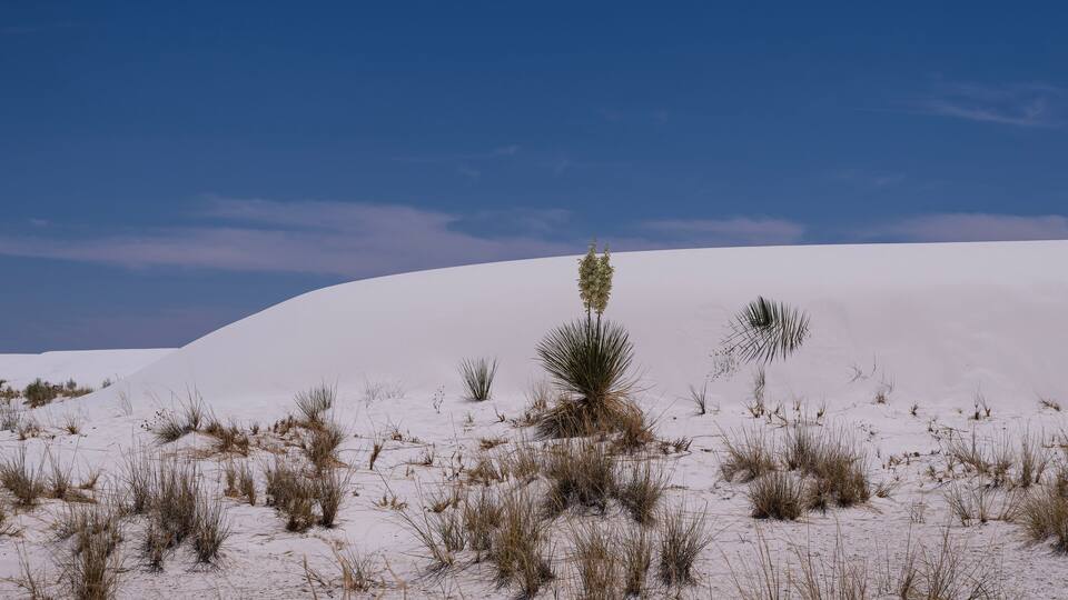 A desert landscape with sand dunes and sparse vegetation.