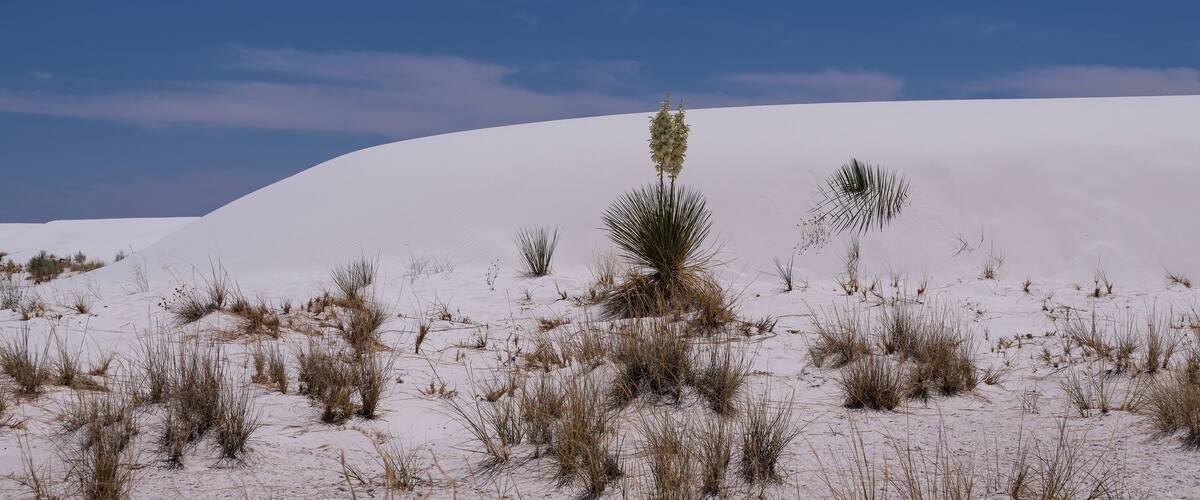 A desert landscape with sand dunes and sparse vegetation.