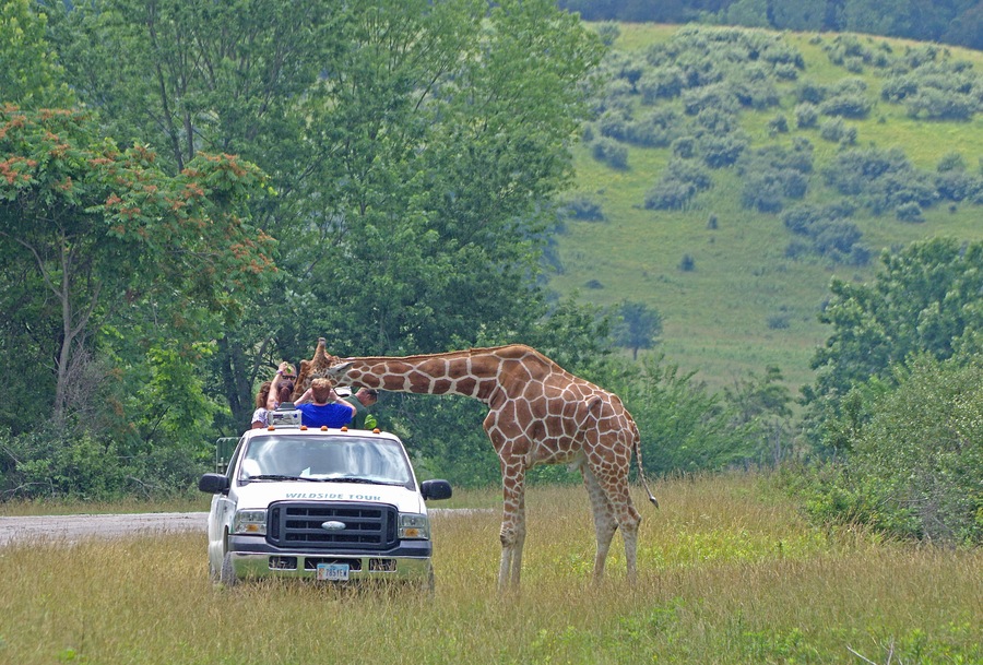 The Wilds is a 9000+ acre nature and conservation center. You can take a safari bus down among the animals. Cool place, worth seeing. My only negative is that there aren't nearly enough animals for the size of the place.