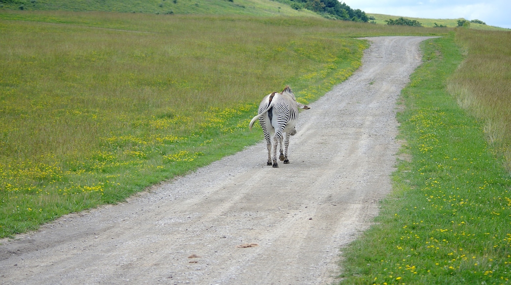 The Wilds is a 9000+ acre nature and conservation center. You can take a safari bus down among the animals. Cool place, worth seeing. My only negative is that there aren't nearly enough animals for the size of the place.