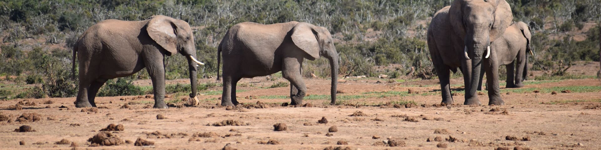 in Addo Elephant Park in Colchester, South Africa Closeup of an elephant family