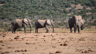 in Addo Elephant Park in Colchester, South Africa Closeup of an elephant family