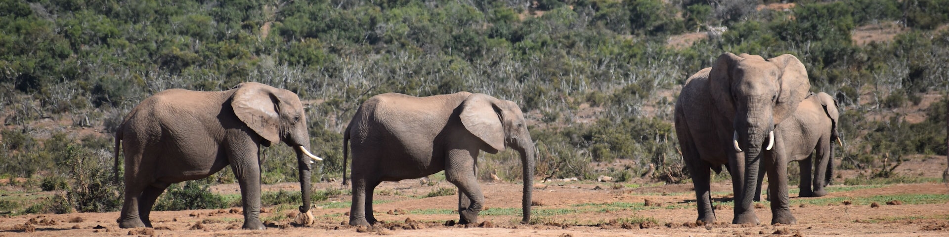 in Addo Elephant Park in Colchester, South Africa Closeup of an elephant family
