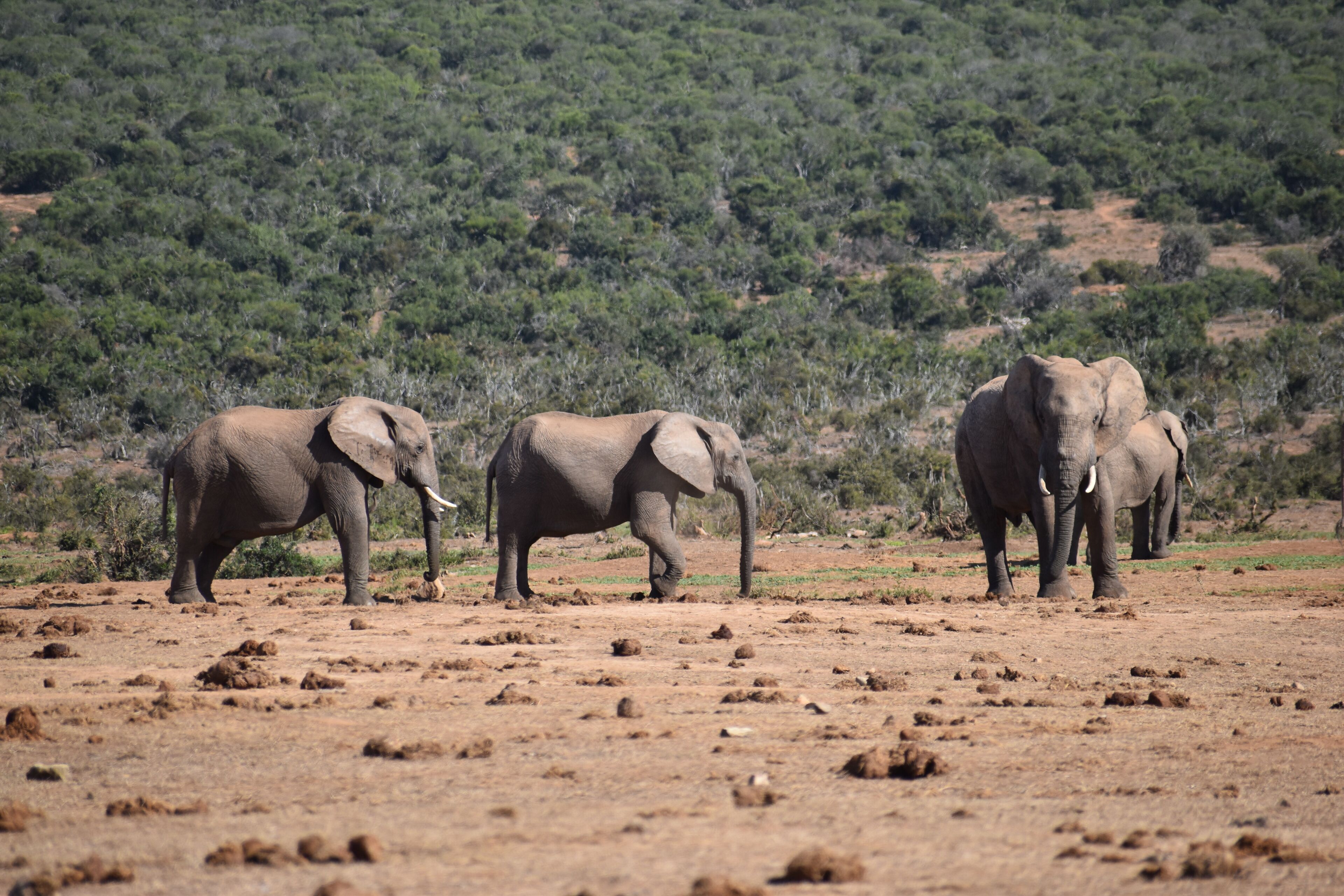 Three elephants walking on a dry, rocky terrain with sparse vegetation and a hilly background.