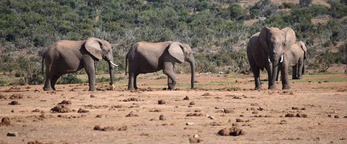 Three elephants walking on a dry, rocky terrain with sparse vegetation and a hilly background.