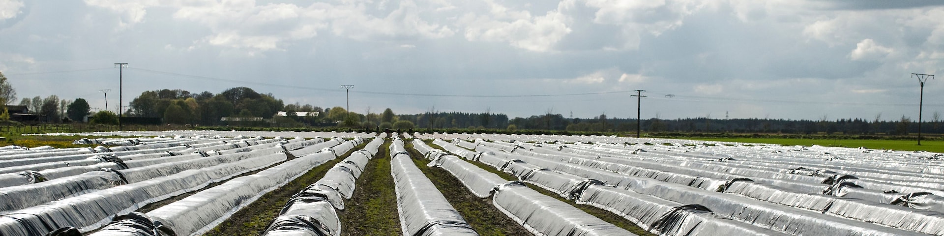 Un campo con hileras de cultivos cubiertos por túneles plásticos protectores.