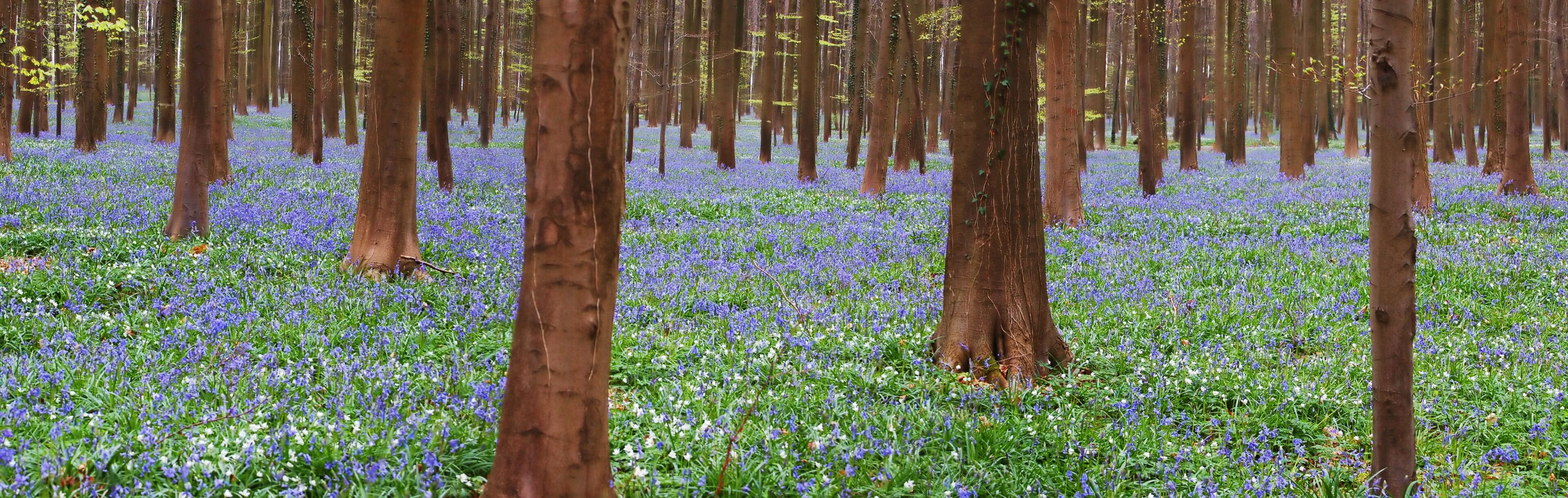 A forest with tall trees and a carpet of blue flowers.