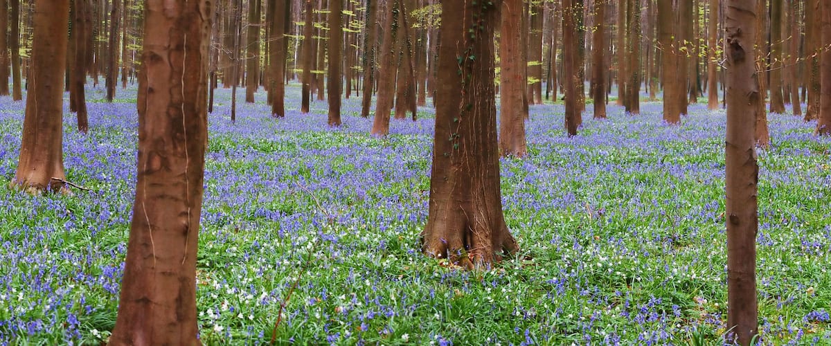 A forest with tall trees and a carpet of blue flowers.