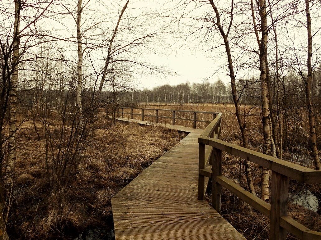 Hölzerner Steg durch einen Teil des Dosenmoors.