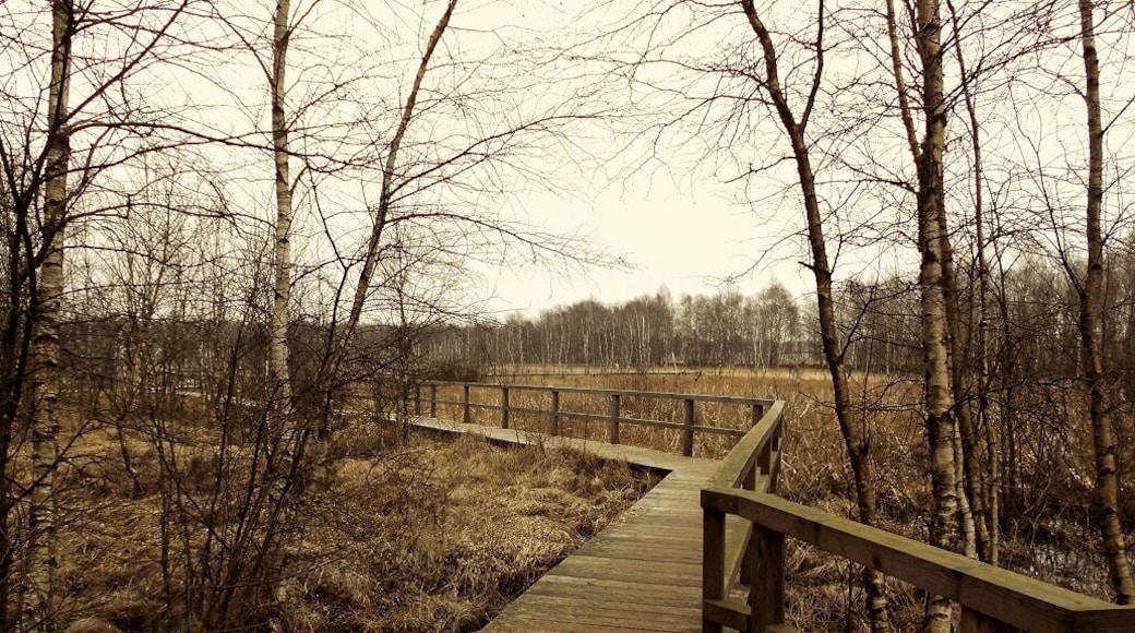Hölzerner Steg durch einen Teil des Dosenmoors.