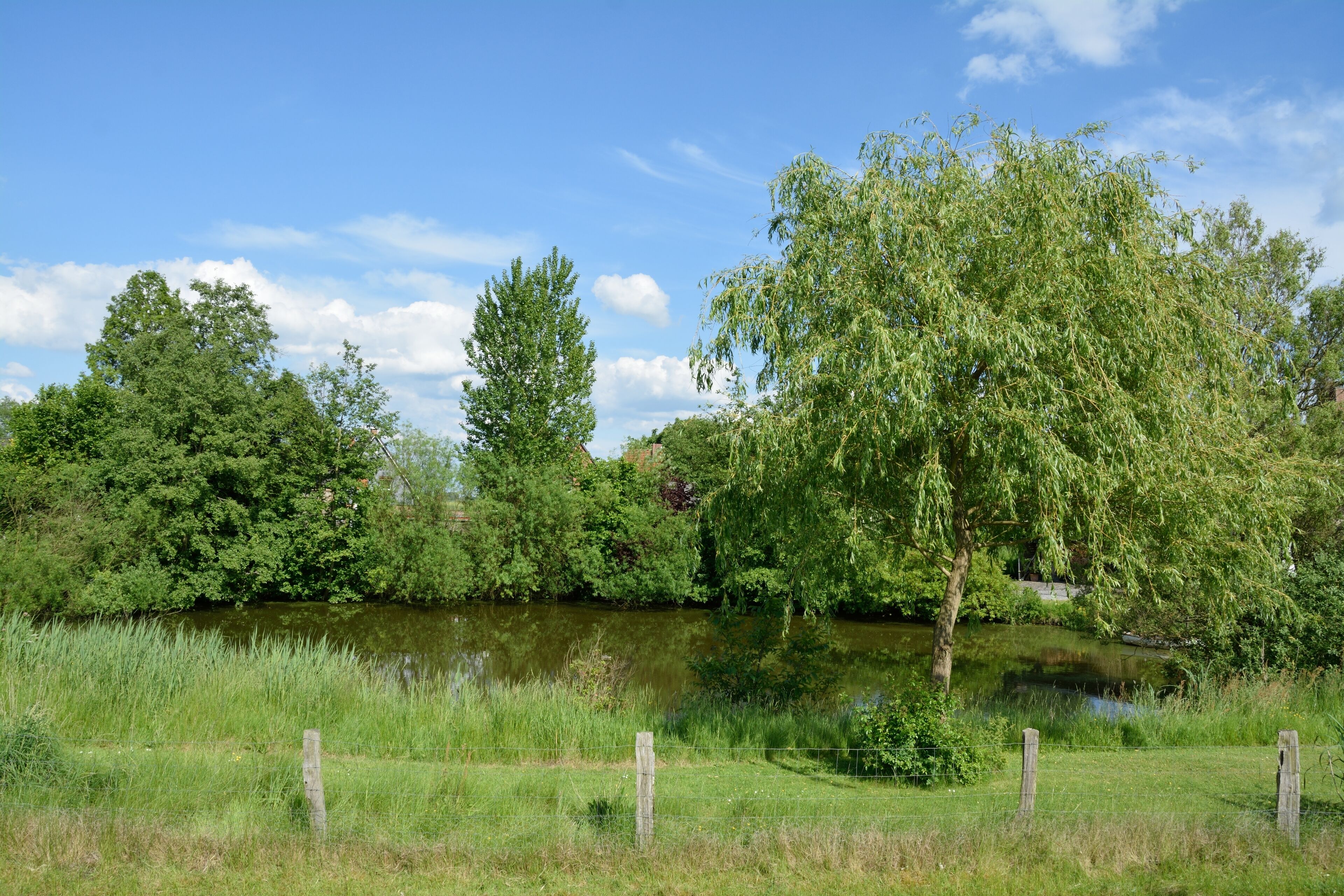 In Kollmar gibt es am Elbdeich drei Bracken. Zwei davon sind Naturdenkmale des Kreises Steinburg. Dieses Foto zeigt das Nördlichste, das im Gegensatz zu den beiden anderen kein Naturdenkmal ist. Ein kurzer Wanderweg mit Rastplatz ist dort vorhanden.