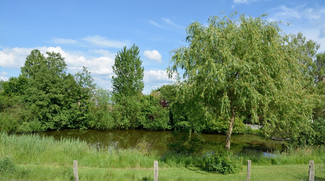 In Kollmar gibt es am Elbdeich drei Bracken. Zwei davon sind Naturdenkmale des Kreises Steinburg. Dieses Foto zeigt das Nördlichste, das im Gegensatz zu den beiden anderen kein Naturdenkmal ist. Ein kurzer Wanderweg mit Rastplatz ist dort vorhanden.