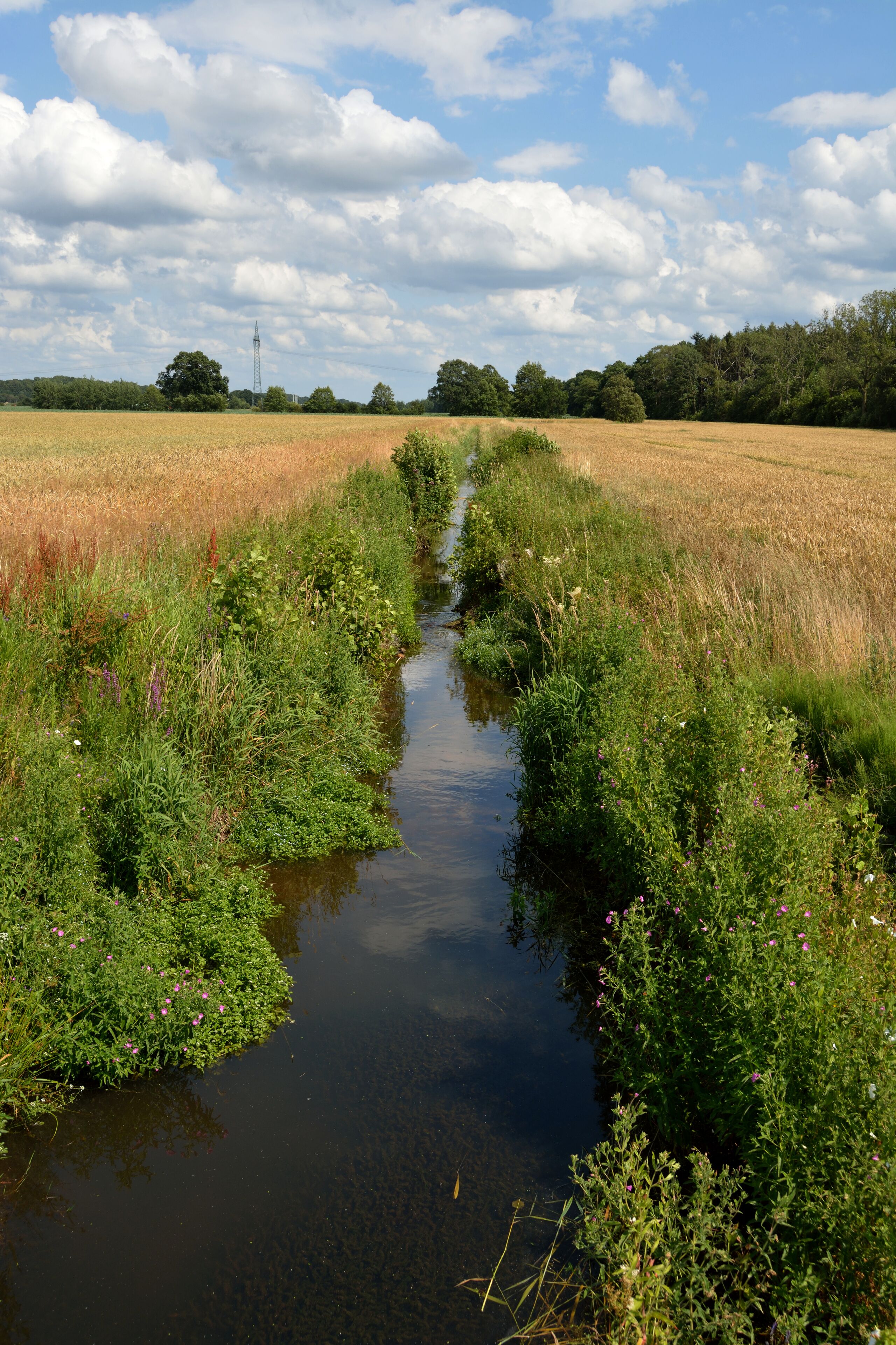 Impressionen der Mühlenbek, einem kleinen Nebenbach der Stör. Die Mühlenbek in Wrist an der Landesstrasse 295.