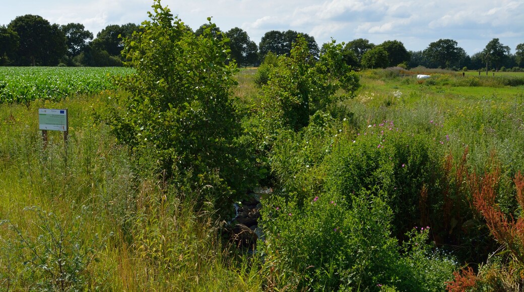 Impressionen der Mühlenbek, einem kleinen Nebenbach der Stör. Die Mühlenbek in Wrist an der Landesstrasse 295.