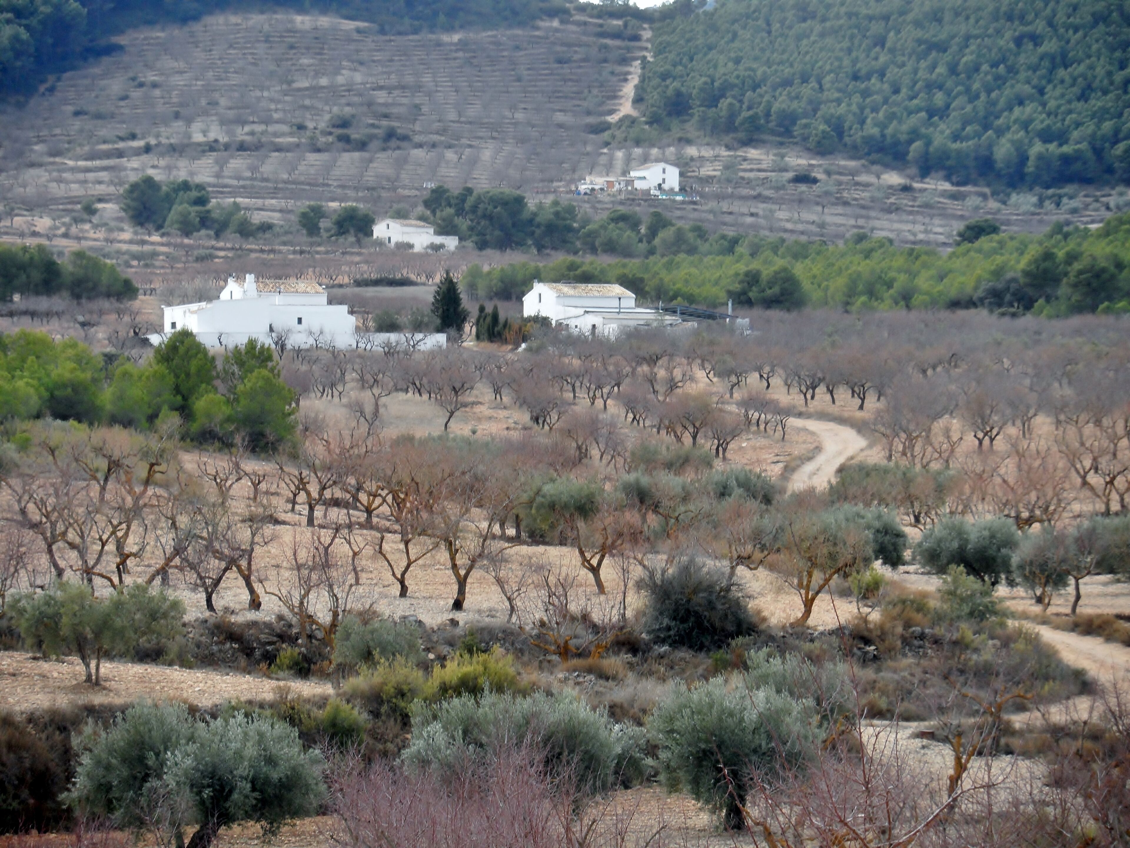 Colonia de la Sierra de Salinas, Villena