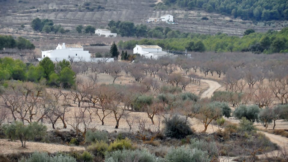 A rural landscape with vineyards, a dirt road, and white buildings.