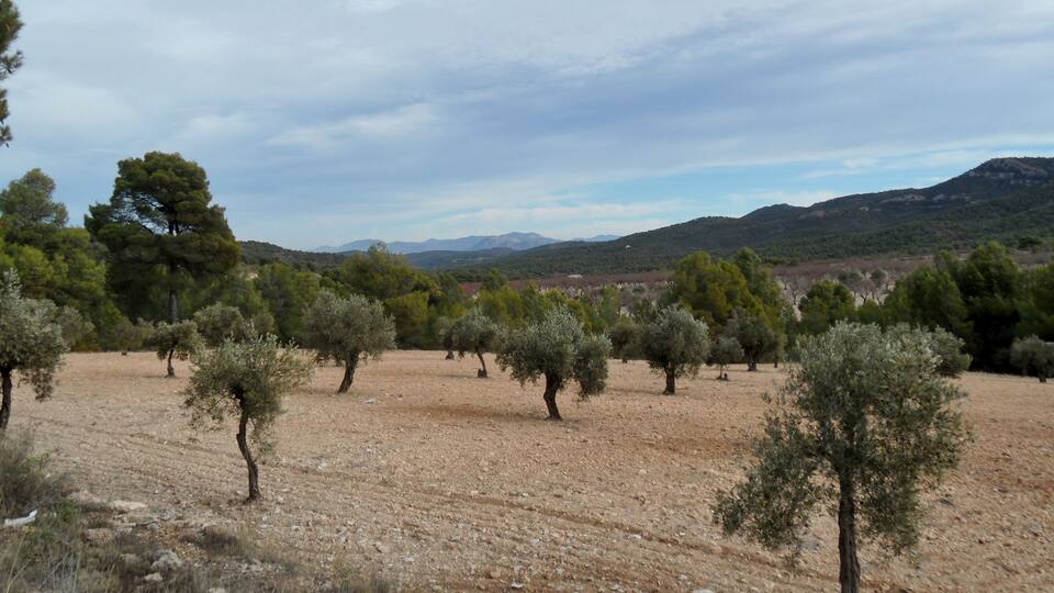 A dry, rocky landscape with scattered olive trees and distant mountains under a cloudy sky.