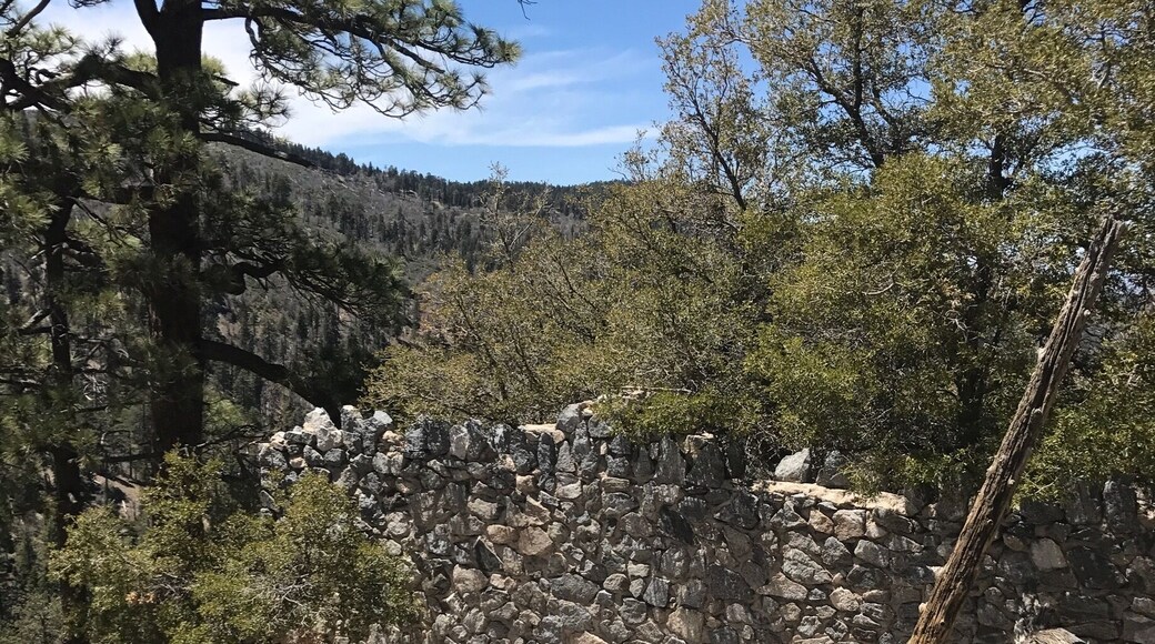 Ruins of the old abandoned zoo from the 20's