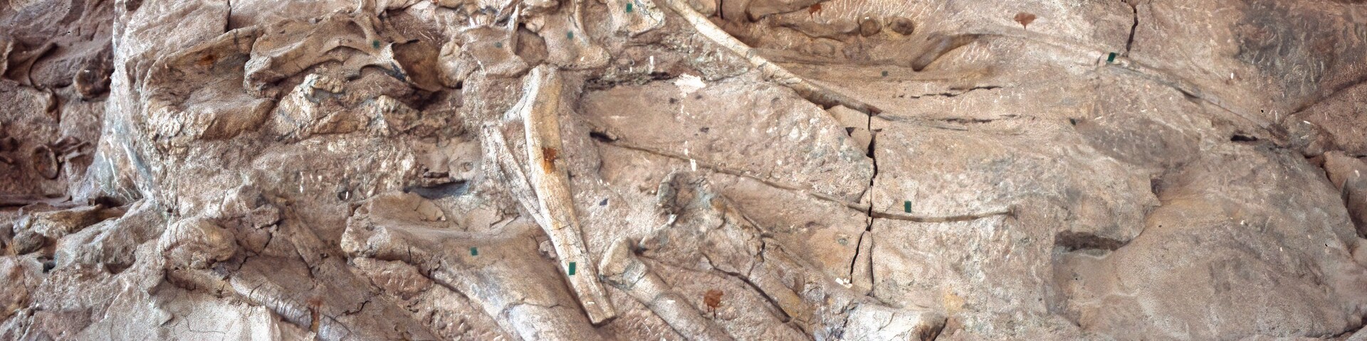 Dinosaur bones in the Dinosaur National Monument