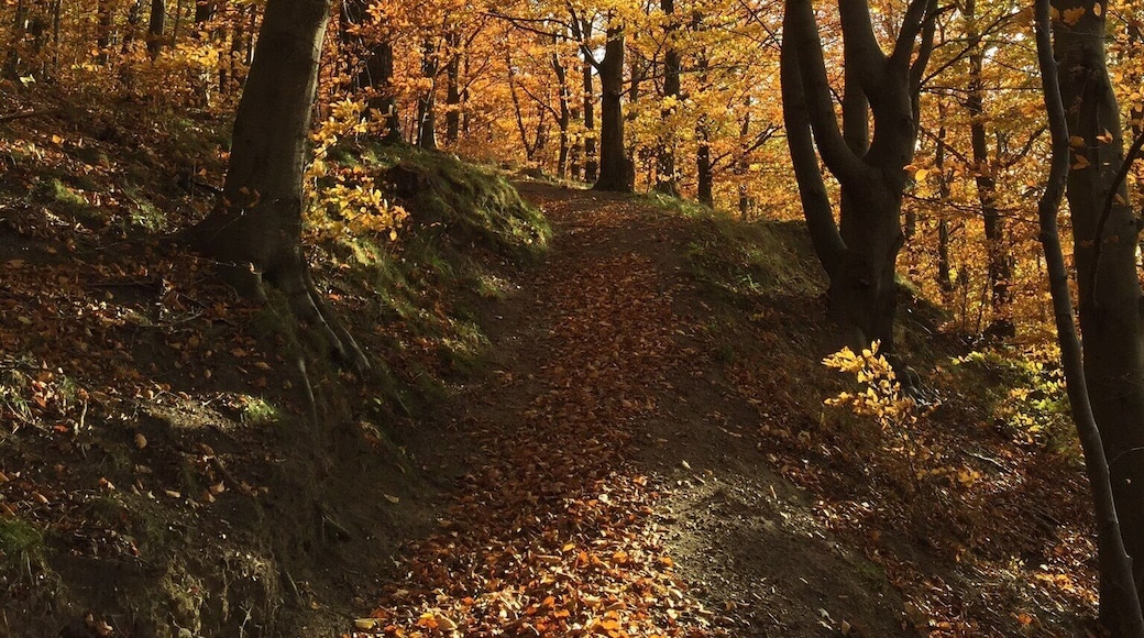 #autum #forest #hometown #klinten