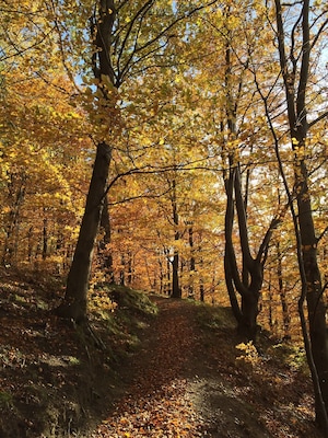 #autum #forest #hometown #klinten