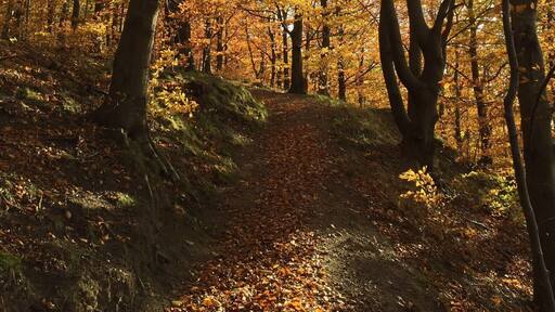 #autum #forest #hometown #klinten