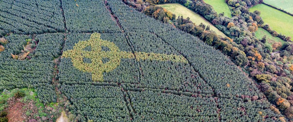 An aerial view of a forest with a distinct geometric pattern in the center.