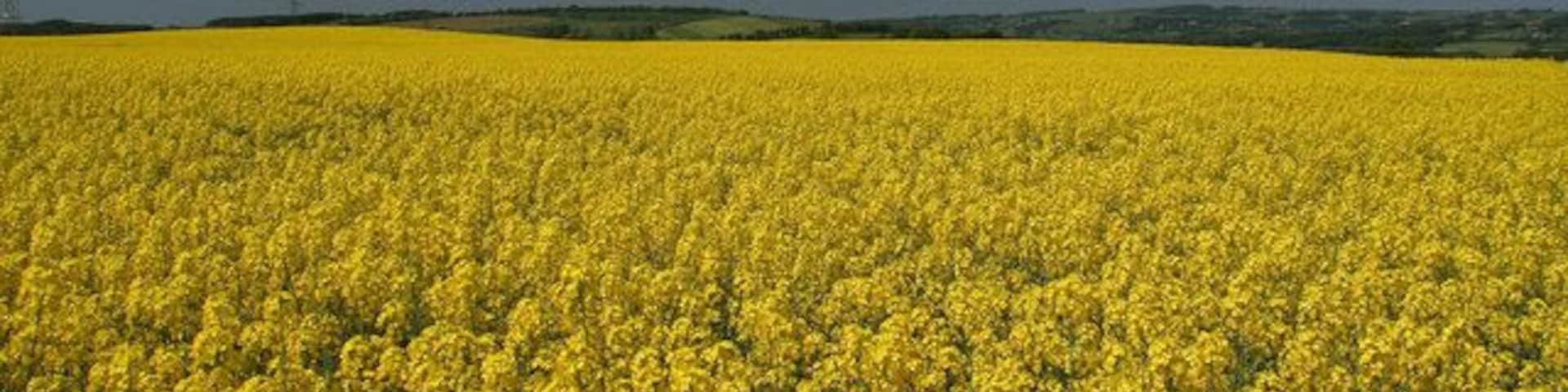 High Shilford Fell A crop of rape on farmland at High Shilford Fell above Broomhaugh.