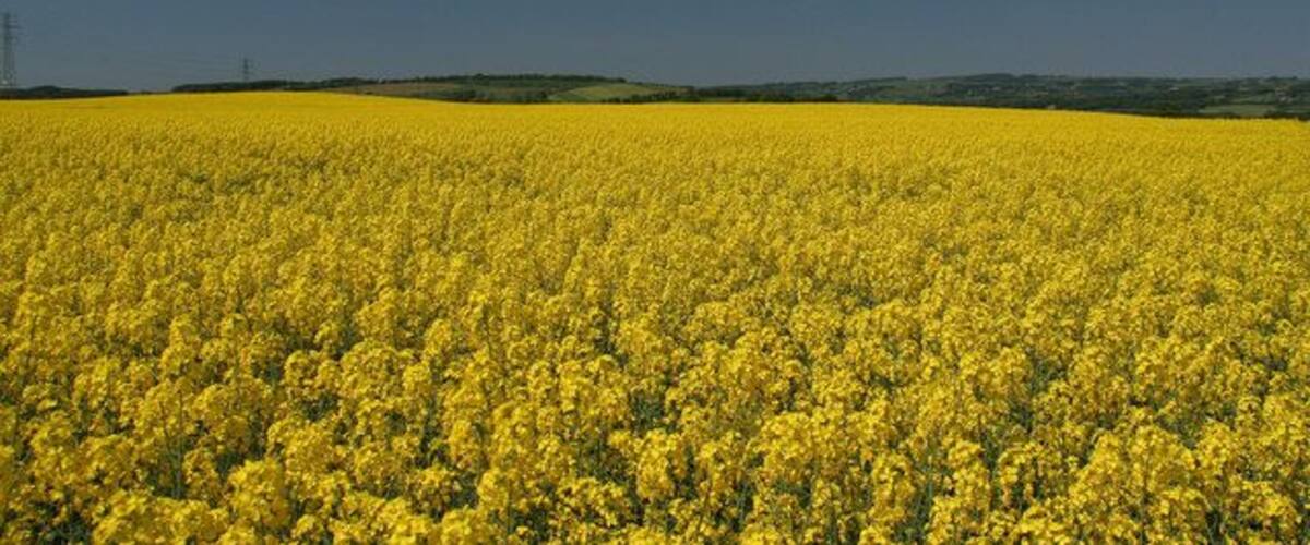 A vast field of yellow flowers under a clear sky.