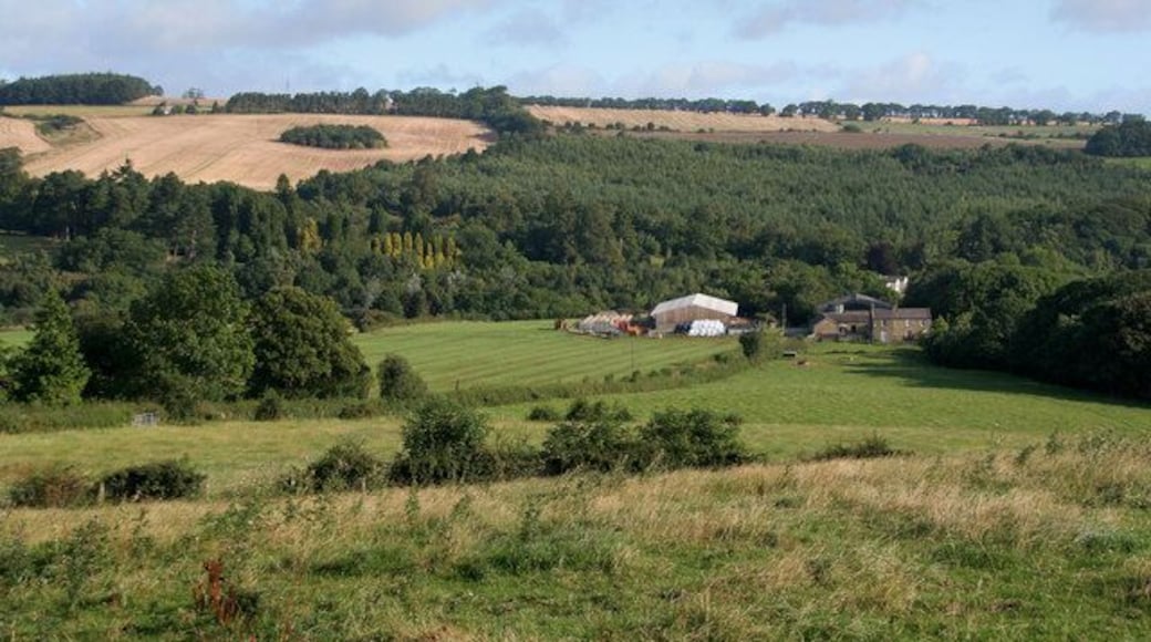 Dipton Foot Dipton Foot Farm.