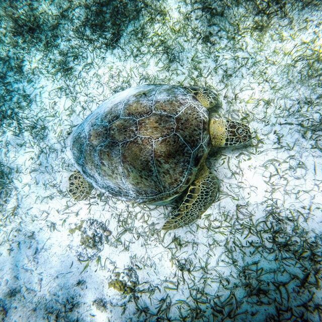 A sea turtle swimming among seaweed.