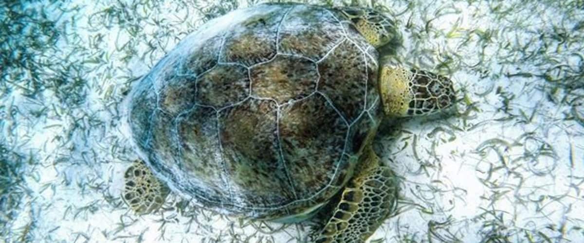 Uma tartaruga marinha nadando entre algas.