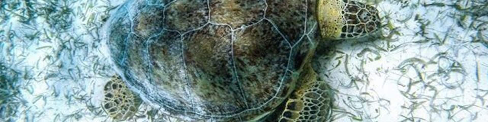 Una tortuga marina nadando entre algas.