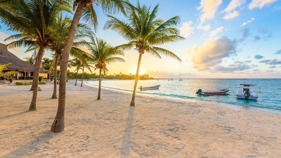 A beach with palm trees and boats.
