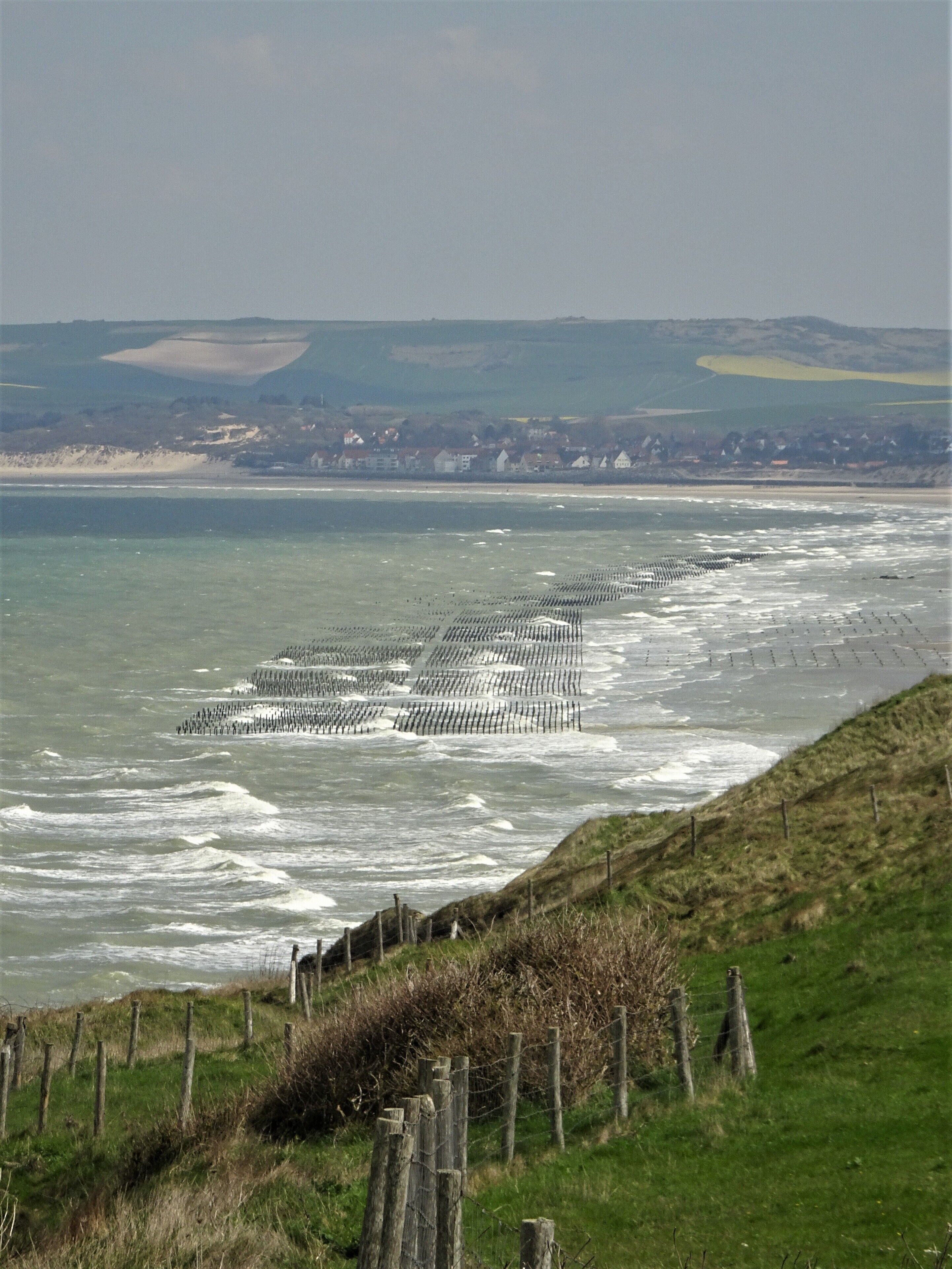 View of the bay with the “bouchot mussel poles”. 
This farming technique is predominantly used in France: ropes carrying young mussels are placed on vertical poles in the intertidal area. As the mussels grow they move onto the pole where they will grow until they reach their commercial size.  #OpalCoast  #Trovember