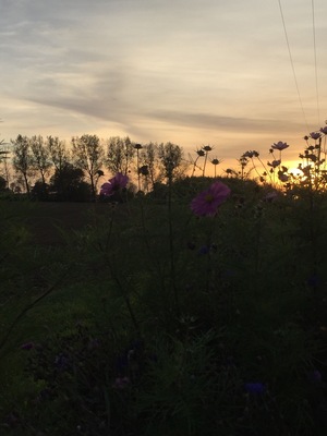 Wildflowers blooming along the edge of the battlefield, Azincourt