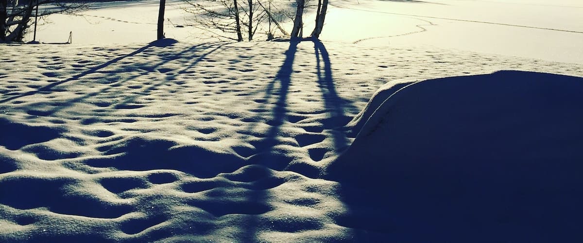 A snowy landscape with bare trees and the sun shining through.