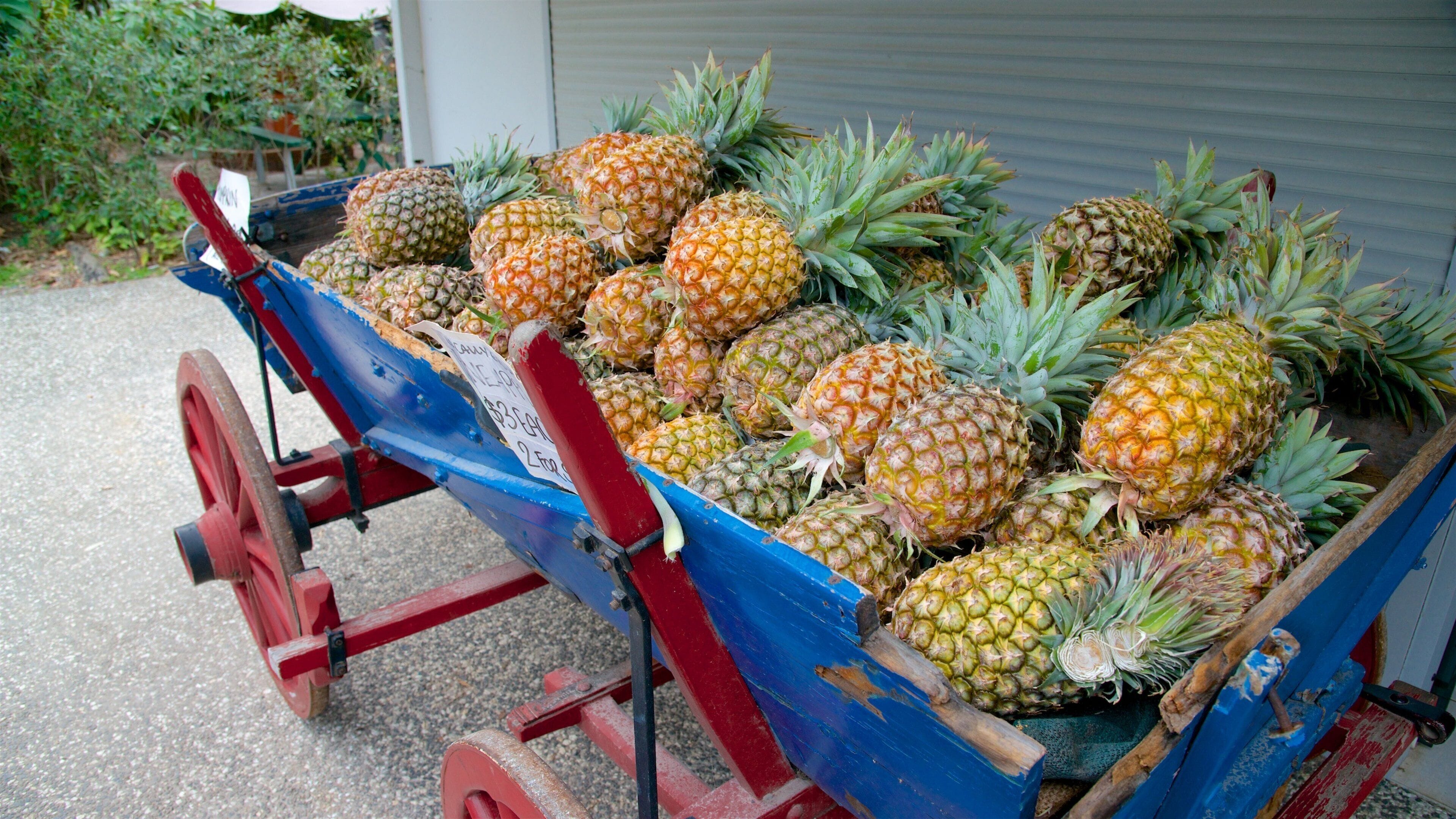 Beerwah som viser mat