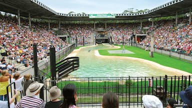 Beerwah showing zoo animals as well as a large group of people