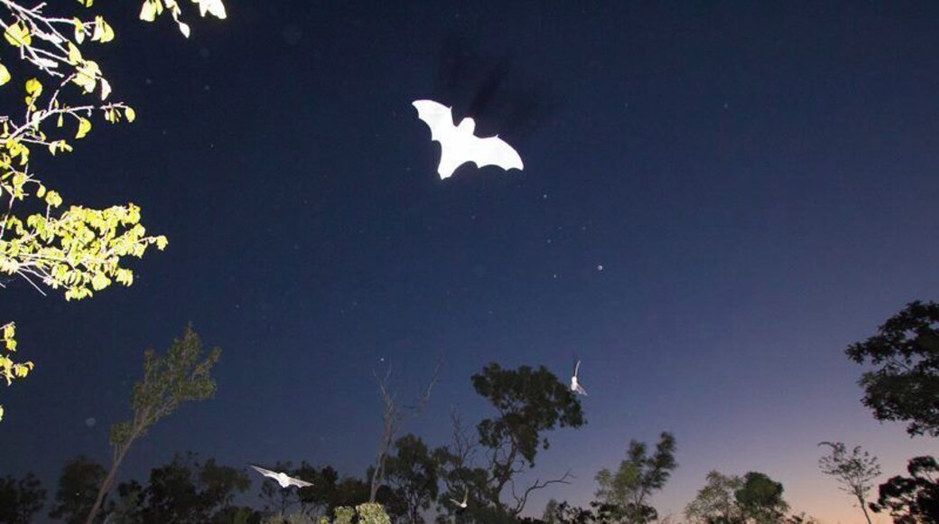 We saw hundreds of bats fly out of the lava tubes here at Undara Experience. Was lucky to capture this shot.