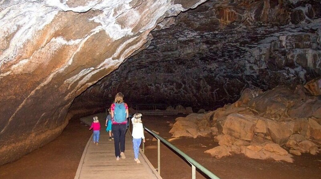 Do the Archway Explorer Lava Tubes Tour.
It’s a fascinating exploration of the time volcanoes lorded over the landscape in Far North Queensland.
You can access the tubes via a tour only. I loved walking through the tube sections and caves learning about how they were formed – and your kids will love wearing their head torches as you make your way through the darkness.