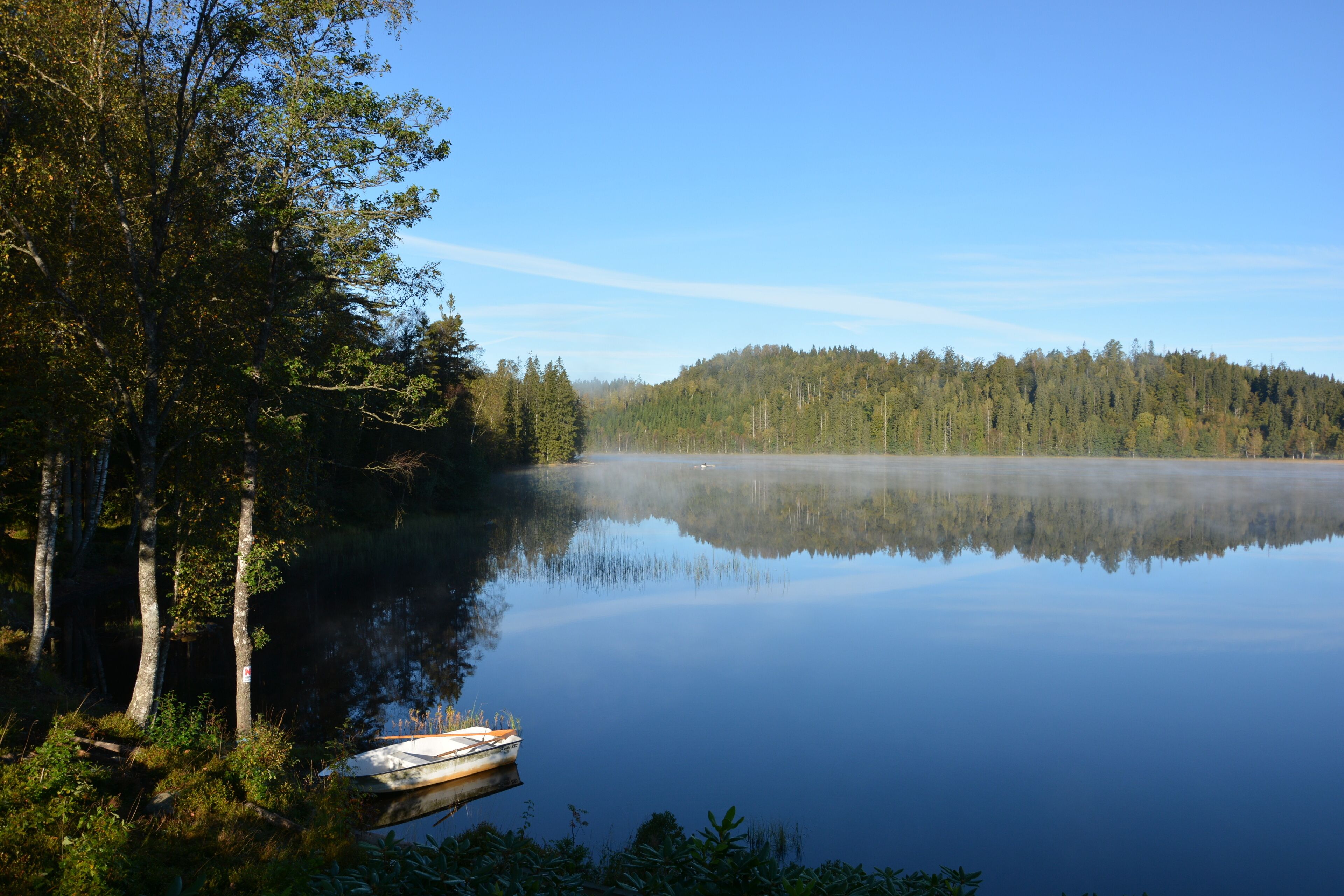 A calm lake surrounded by dense forest and a clear sky.