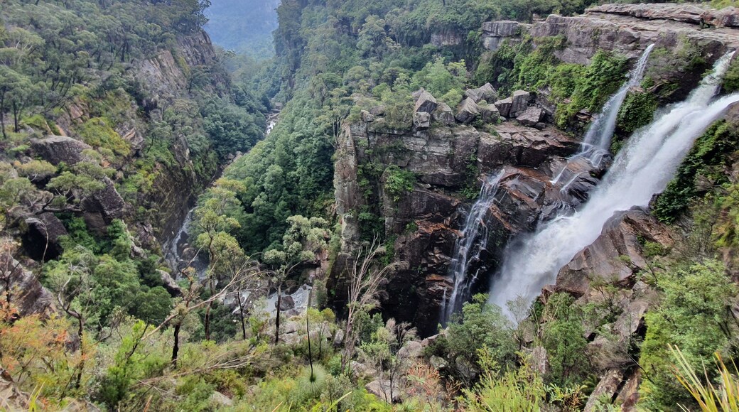 . He suggested Carrington Falls, just 20 minutes away, as a better option. Disappointed, but somehow grateful, I did a U-turn and headed off.
I’d been here before, but now had a better camera, my Samsung S10 phone. These days I rarely use my accumulated Nikon gear, saving it for telephoto and night shots only. I hadn’t fitted flowers into my calculations, but there they were, flexing their leaves to the tune of the falling rain.
Only one other couple were present and they were 300 metres in front. I had it basically all to myself. There’s something fulfilling about being surrounded by nature in all its forms. Droplets of water assembled on the leaves, bushes flushed with flowers and lovely even light