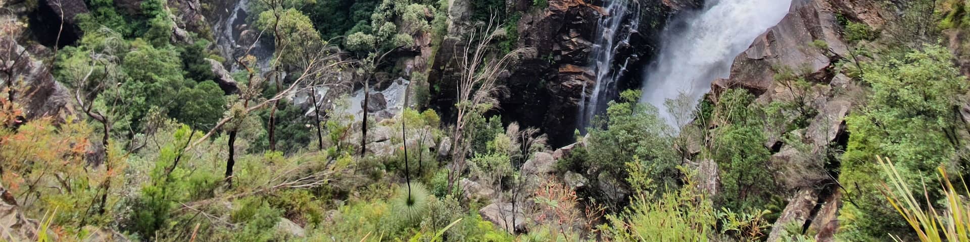 . He suggested Carrington Falls, just 20 minutes away, as a better option. Disappointed, but somehow grateful, I did a U-turn and headed off.
I’d been here before, but now had a better camera, my Samsung S10 phone. These days I rarely use my accumulated Nikon gear, saving it for telephoto and night shots only. I hadn’t fitted flowers into my calculations, but there they were, flexing their leaves to the tune of the falling rain.
Only one other couple were present and they were 300 metres in front. I had it basically all to myself. There’s something fulfilling about being surrounded by nature in all its forms. Droplets of water assembled on the leaves, bushes flushed with flowers and lovely even light