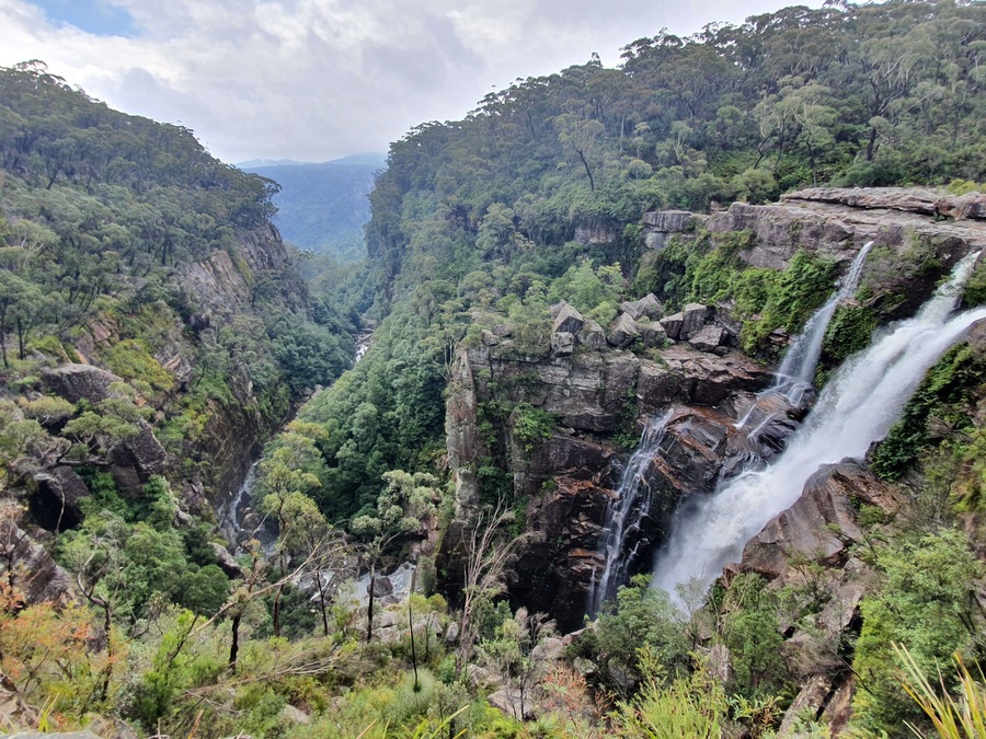 .  He suggested Carrington Falls, just 20 minutes away, as a better option.  Disappointed, but somehow grateful, I did a U-turn and headed off.
I’d been here before, but now had a better camera, my Samsung S10 phone.  These days I rarely use my accumulated Nikon gear, saving it for telephoto and night shots only.  I hadn’t fitted flowers into my calculations, but there they were, flexing their leaves to the tune of the falling rain.
Only one other couple were present and they were 300 metres in front.  I had it basically all to myself.  There’s something fulfilling about being surrounded by nature in all its forms.  Droplets of water assembled on the leaves, bushes flushed with flowers and lovely even light