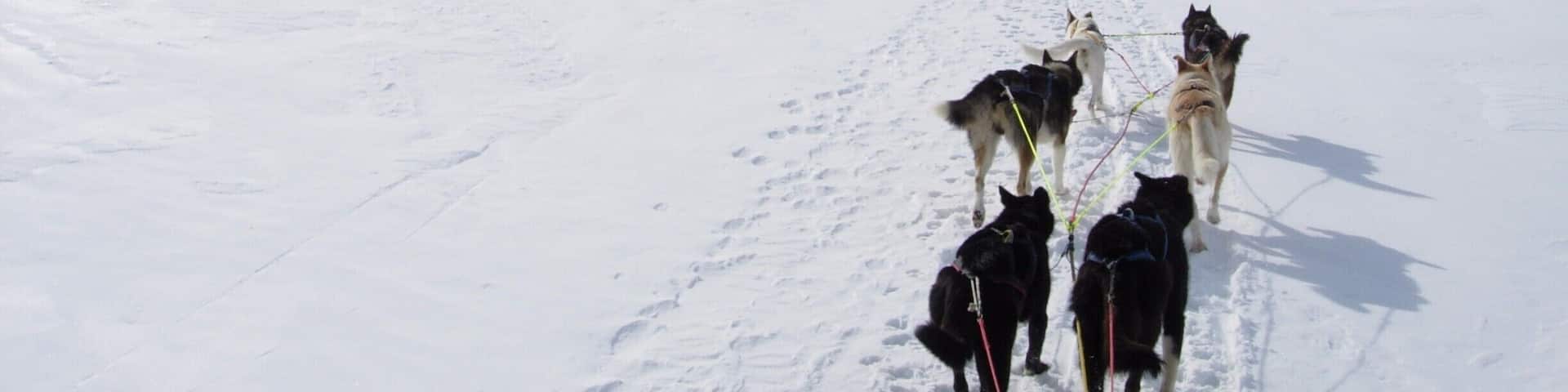An old photo, from a dog sled tour I took with family members in Norway in 2007. This was an epic experience and I highly recommend the service: http://www.roroshusky.no/