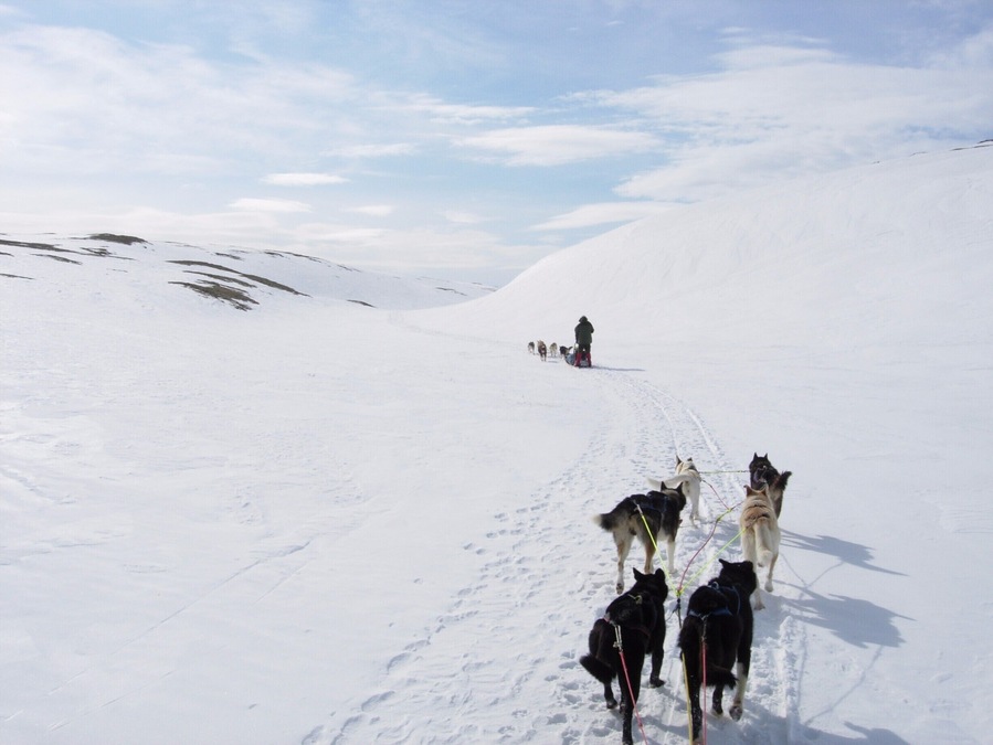 An old photo, from a dog sled tour I took with family members in Norway in 2007. This was an epic experience and I highly recommend the service: http://www.roroshusky.no/