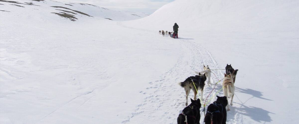 An old photo, from a dog sled tour I took with family members in Norway in 2007. This was an epic experience and I highly recommend the service: http://www.roroshusky.no/