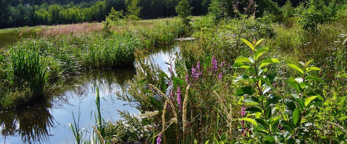 Mała Czerna kanał dopływowy