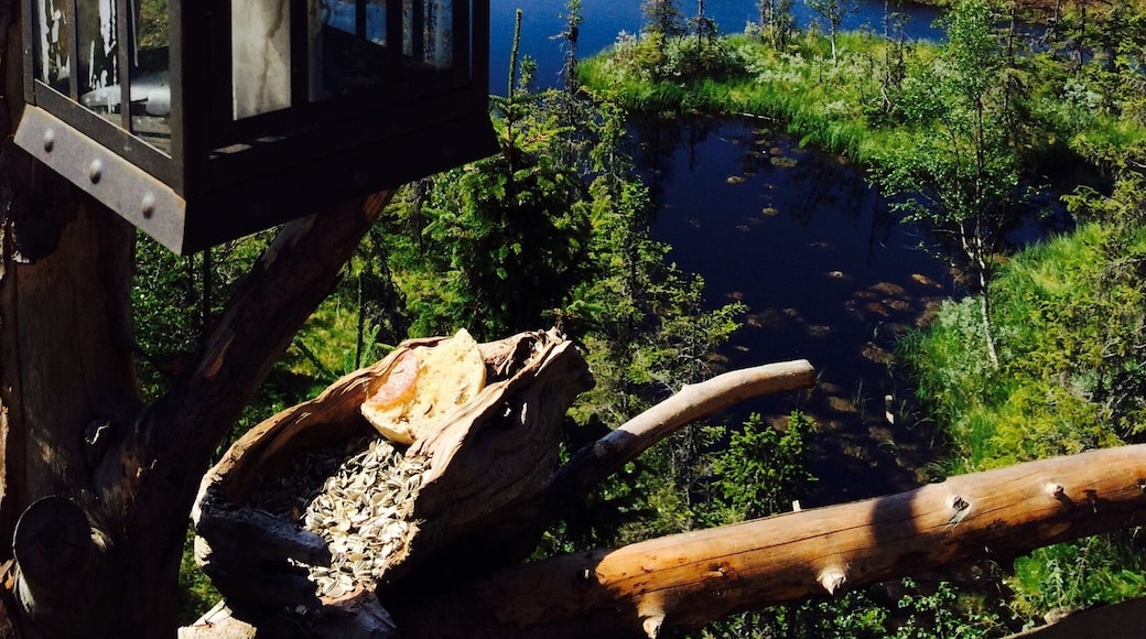 View from the treetophut